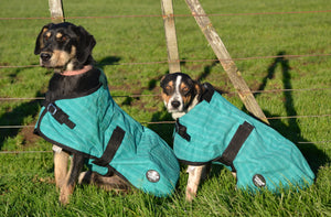 Green Canvas Dog Coats