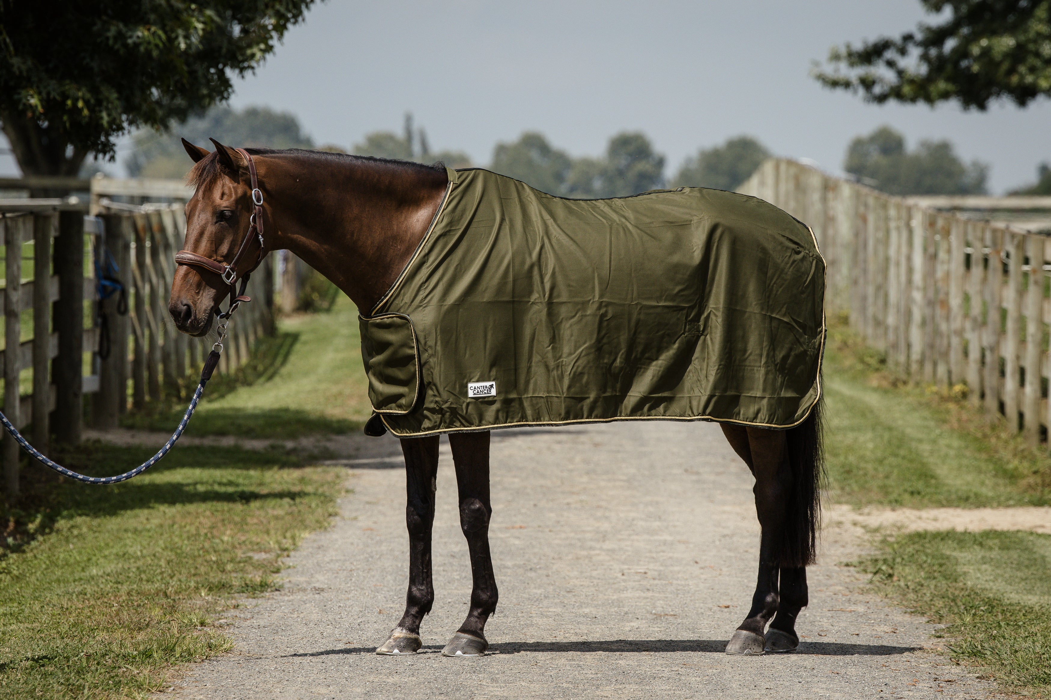 Classic Trophy Rugs – Olive