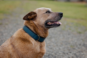 Open image in slideshow, Antique Finish Plain Leather Dog Collars
