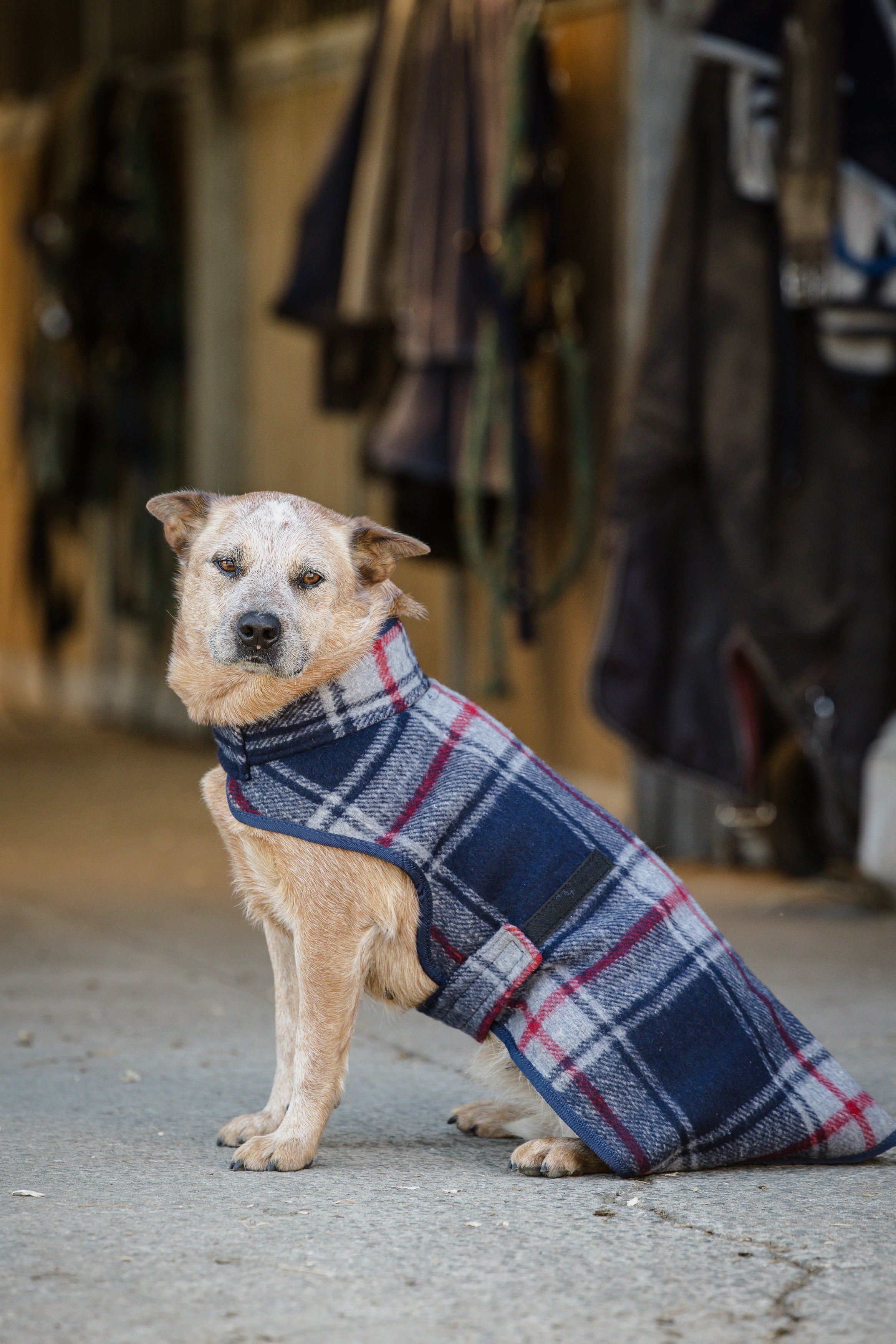 Wool Dog Rugs – Navy Tartan